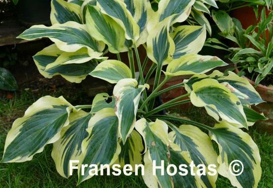 Hosta Endearing Endeavor